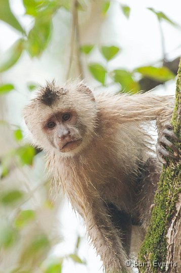 DSC_6303.JPG - Wedge-Capped Capuchin Monkey