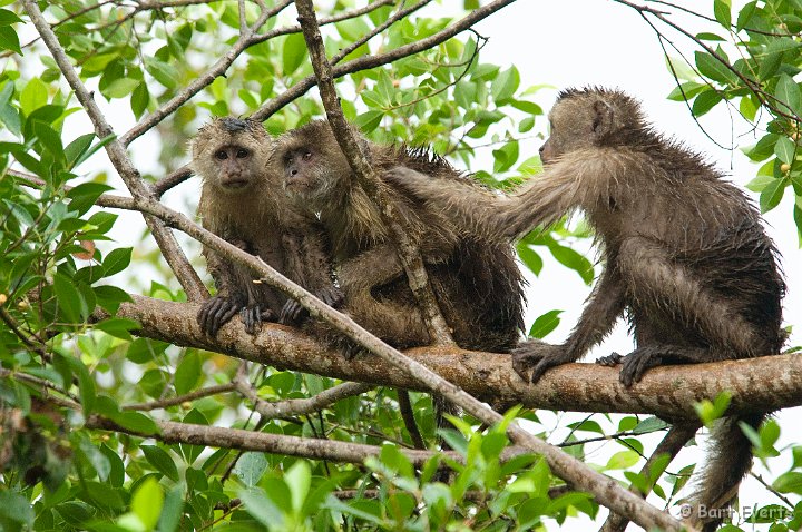 DSC_6308_1.JPG - Wedge-Capped Capuchin Monkey