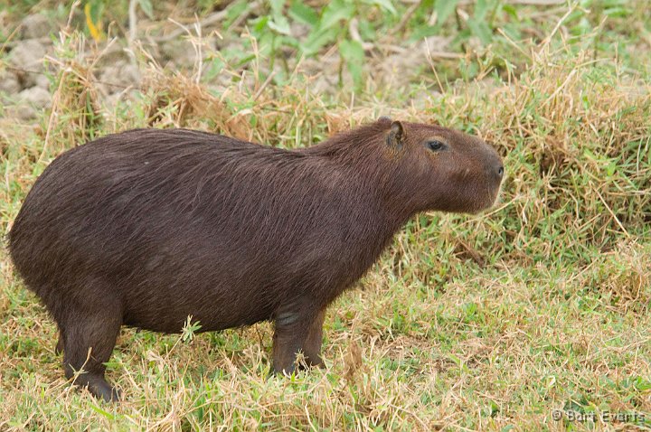 DSC_6352.JPG - Capybara