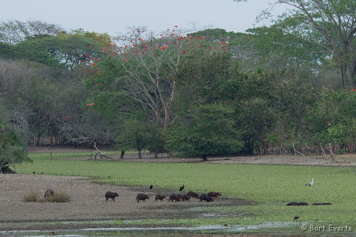 DSC_6366.JPG - Capybara & Scarlet Ibises in the tree
