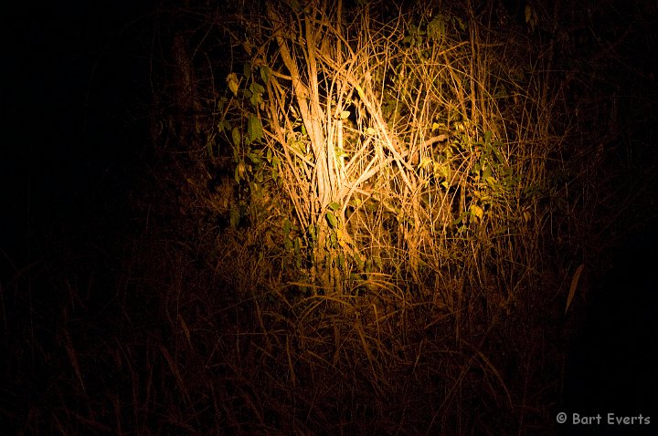 DSC_6380.JPG - During a night drive: We spotted an Ocelot. Unfortunately not easy to see on this photo