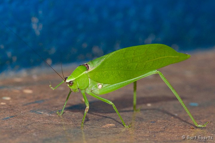 DSC_6391.JPG - Leaf mimicking Grasshopper