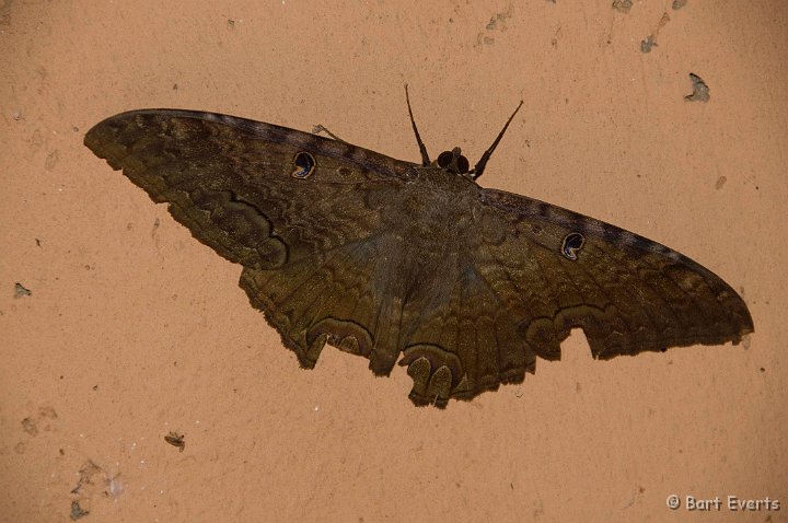 DSC_6401.JPG - Big moth