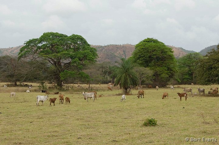 DSC_6405_1.JPG - Cattle on the grounds of the Hato