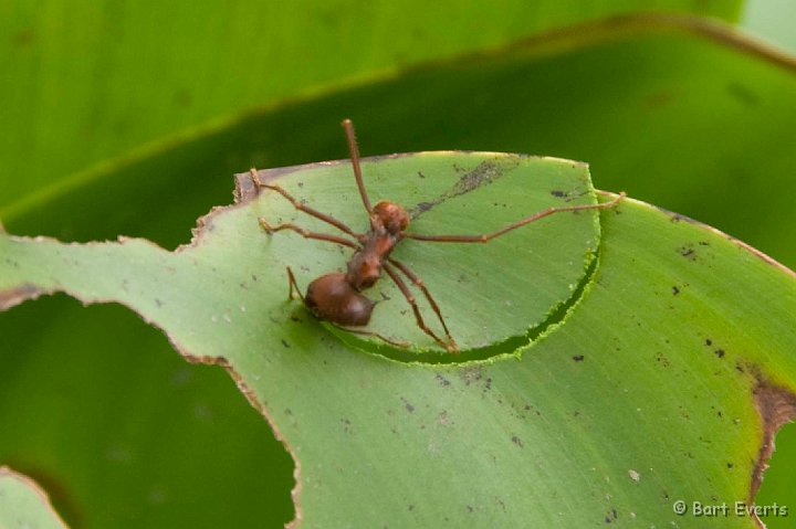 DSC_6443.JPG - Leaf cutter ant