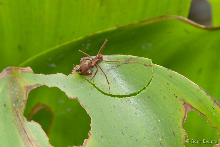 DSC_6446.JPG - Leaf cutter ant