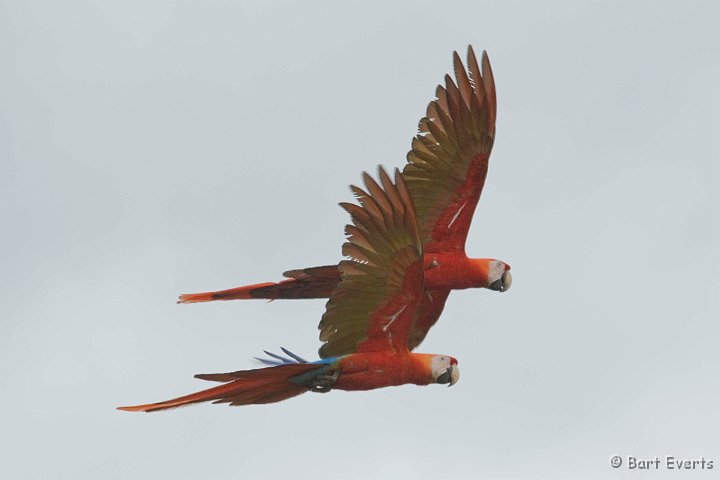 DSC_6455_1.JPG - Scarlet macaws