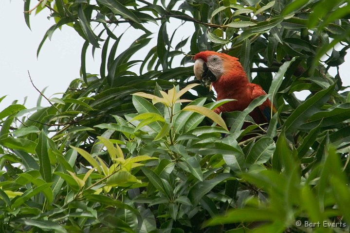 DSC_6471.JPG - Scarlet macaw