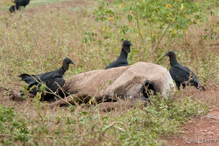 DSC_6532.JPG - Black Vultures scavaging on a cadavre
