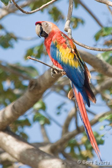 DSC_6555_1.jpg - Scarlet Macaw