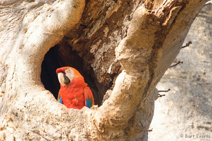 DSC_6557.JPG - Scarlet macaw in her nest