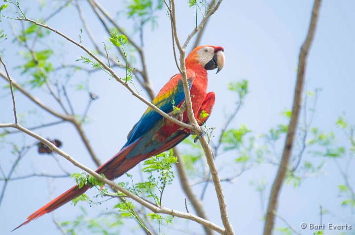 DSC_6574.JPG - Scarlet macaw