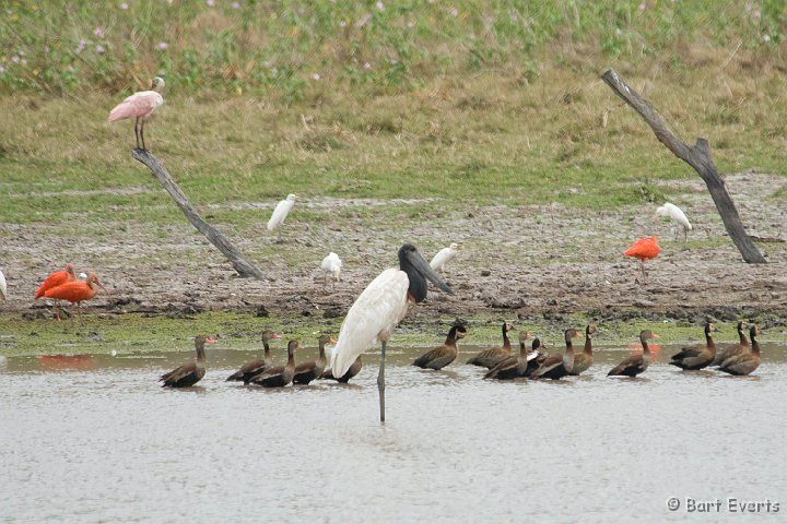 DSC_6629.JPG - All together: Jabiru, Scarlet Ibis, Roseate Spoonbill, Black-Bellied Whistling Duck, White-Faced Whistling Duck and Cattle Egret.
