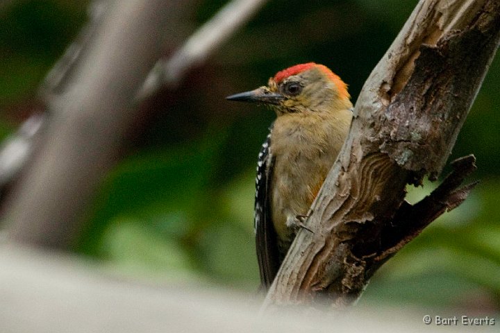DSC_6658.JPG - Red-Crowned Woodpecker