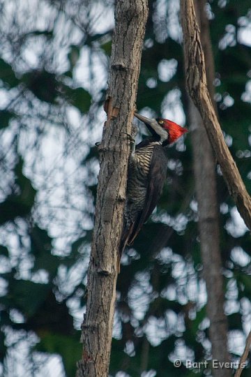 DSC_6683.JPG - Crimson-Crested Woodpecker