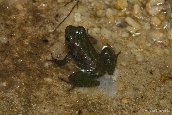 DSC_6731.JPG - Little frog