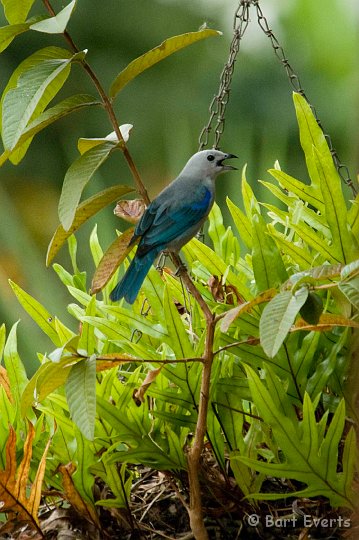 DSC_6084.JPG - Grey and Blue Tanager