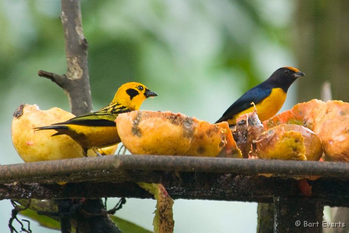 DSC_6154.JPG - Golden tanager and Orange-Bellied Euphonia