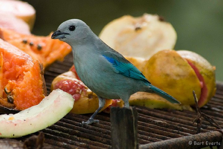 DSC_6169.JPG - Gray and Blue Tanager