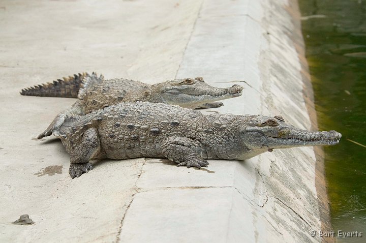 DSC_6255d.JPG - Here they breed the nearly extinct Orinoco Crocodile